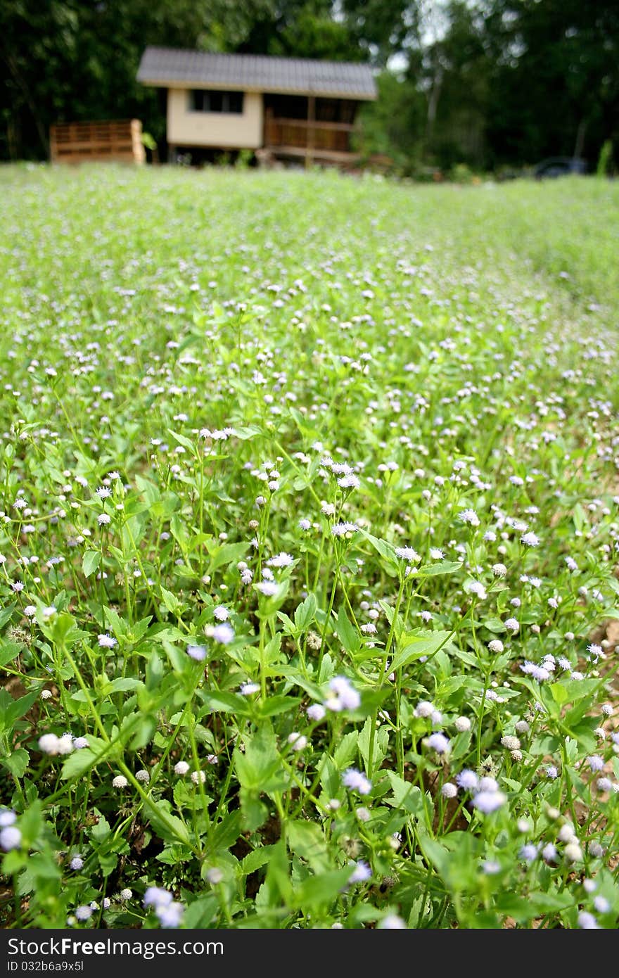 Less Central Grass Hut. Grass field and Meadow.