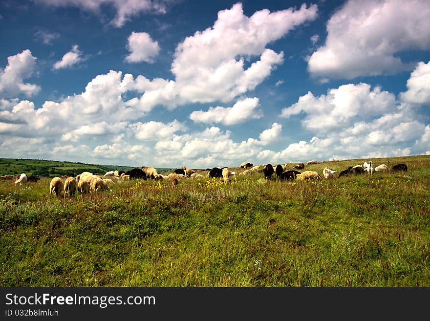 A flock of sheep grazing on field