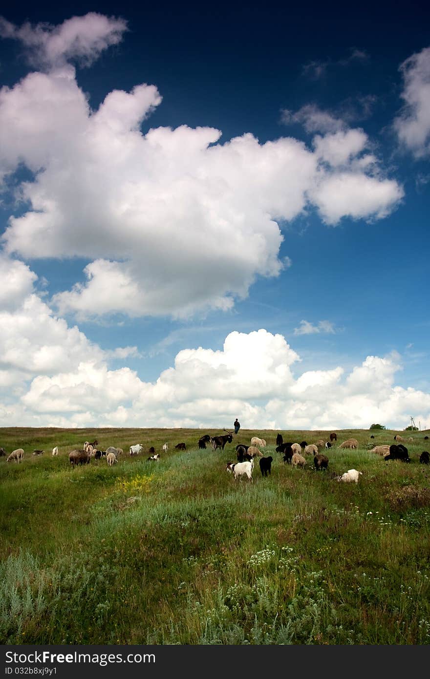 A flock of sheep grazing on field