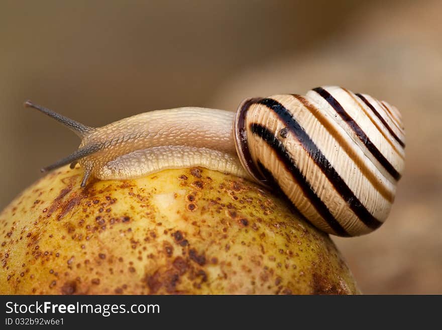 Camera image of a snail in foreground