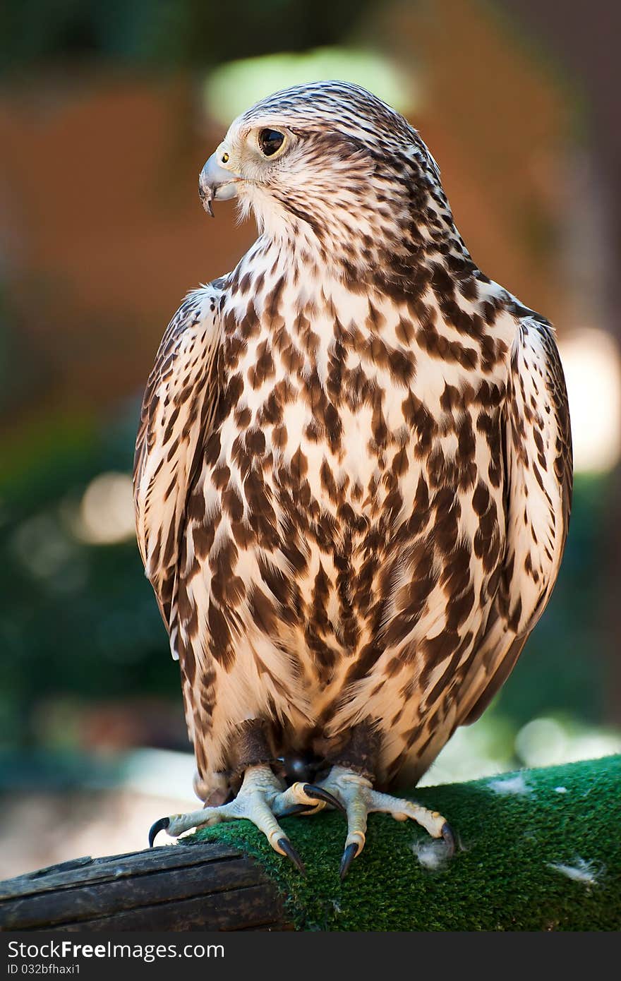 Close-up view of the saker falcon standing on the wooden fence.