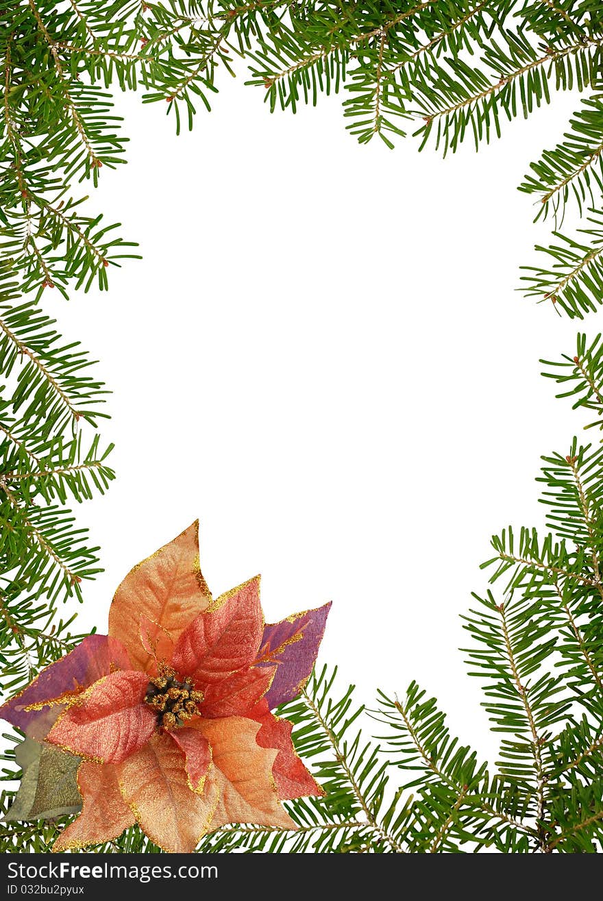 Christmas floral frame,  green branches and poinsettia, isolated on the white - background for your text