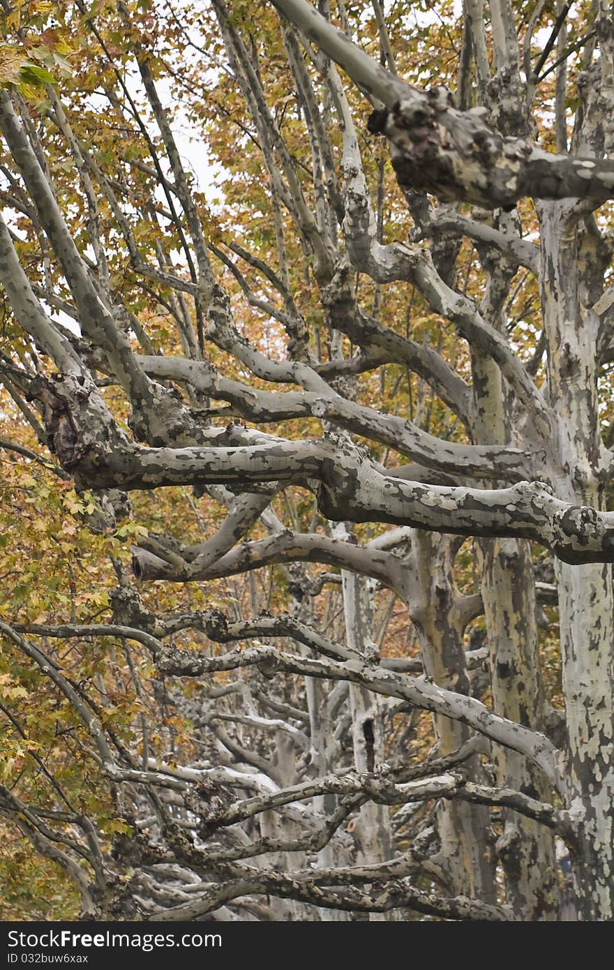 Plane tree lane in autumn