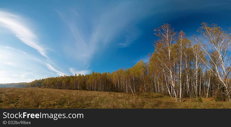 Stitched Panorama. Autumn landscape with birch wood.