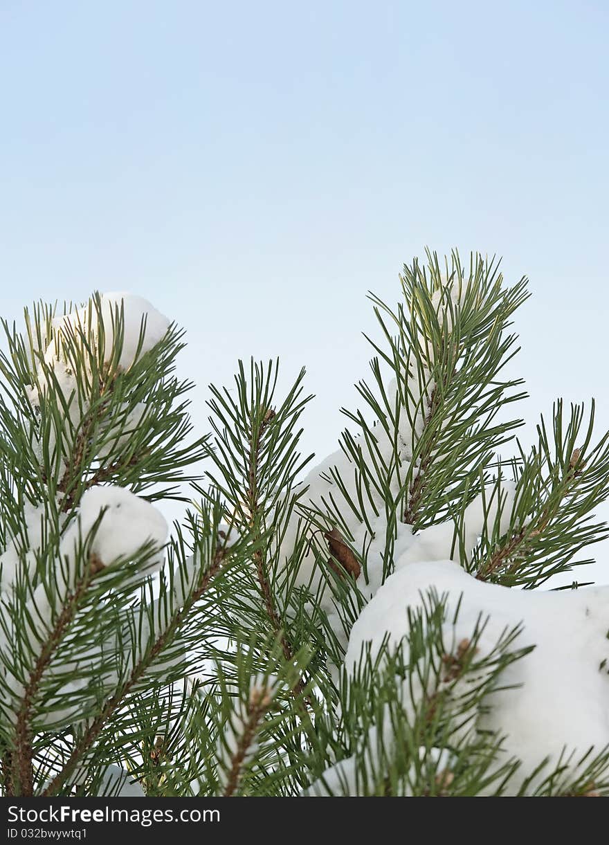 Pine tree in detail covered with snow