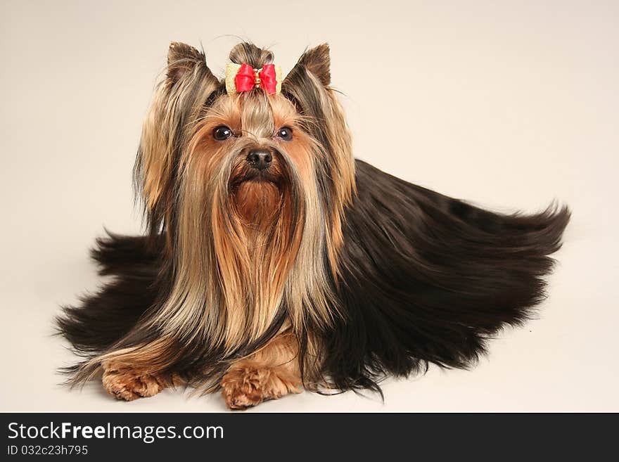 Yorkshire terrier on soft background. Yorkshire terrier on soft background