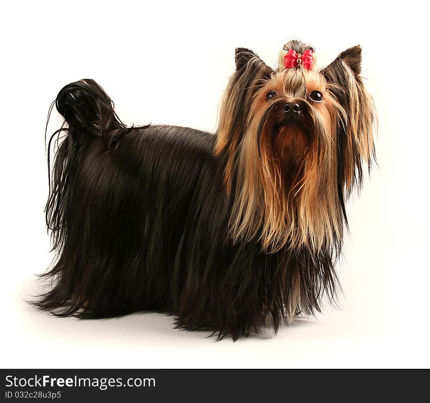 Yorkshire terrier on soft background. Yorkshire terrier on soft background