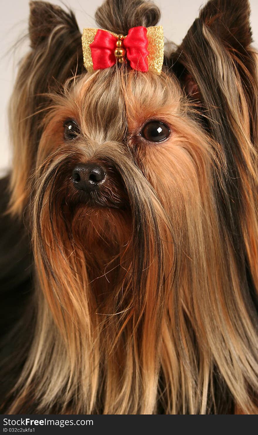 Yorkshire terrier on soft background. Yorkshire terrier on soft background