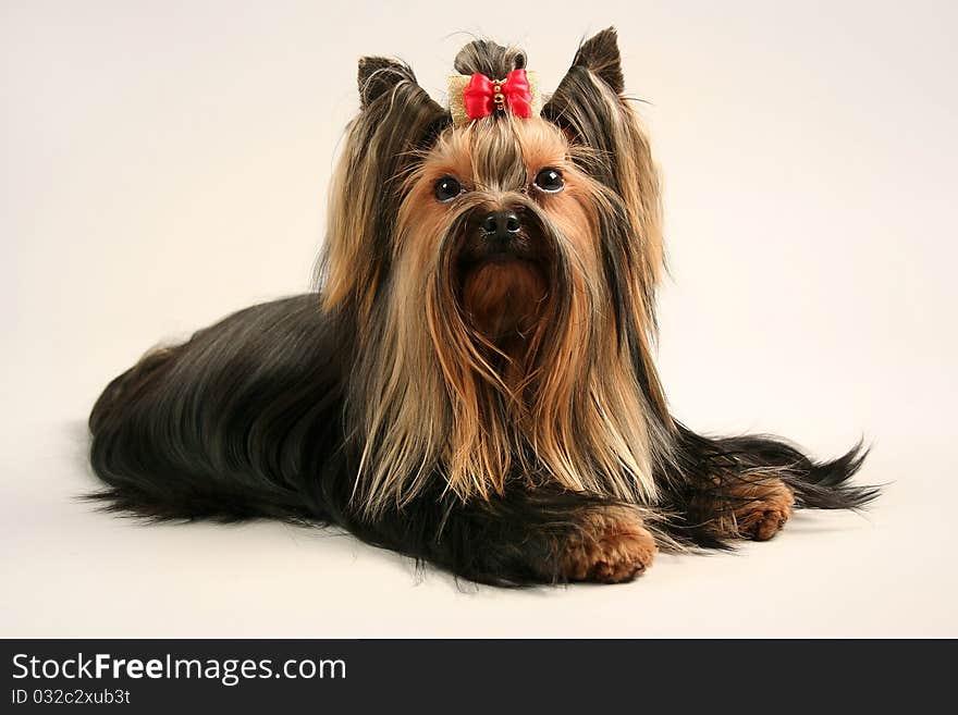 Yorkshire terrier on soft background. Yorkshire terrier on soft background