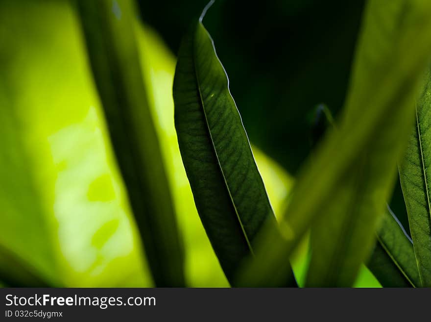 Close up view  of fresh green leafs