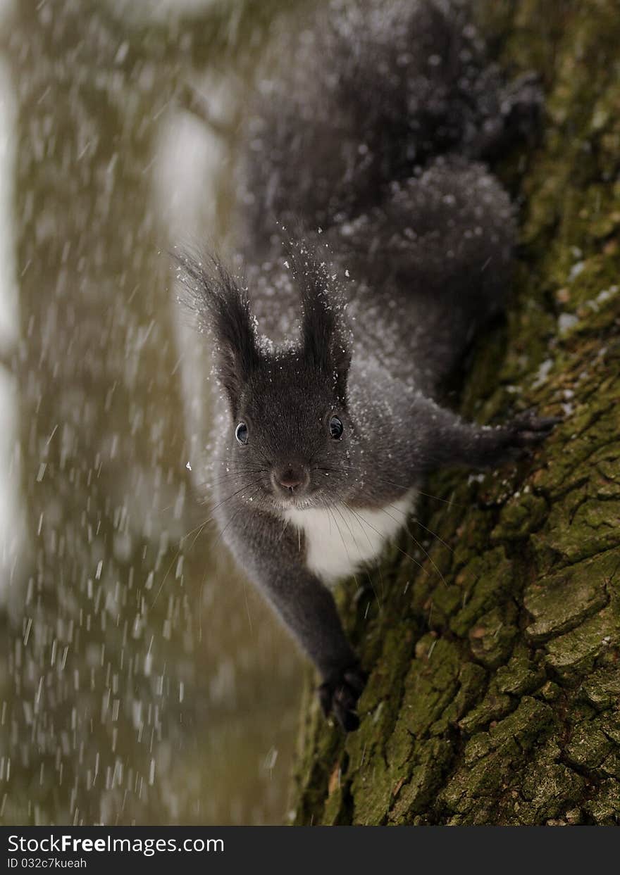 Squirrel on Snow