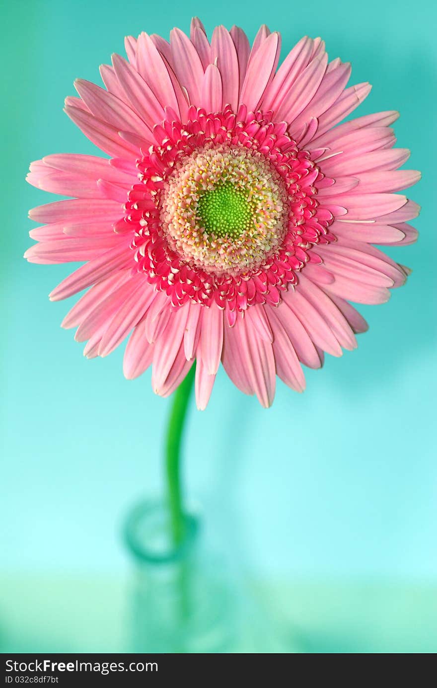 Independence pink daisy