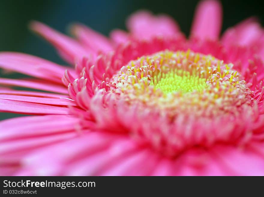 Macro pink daisy