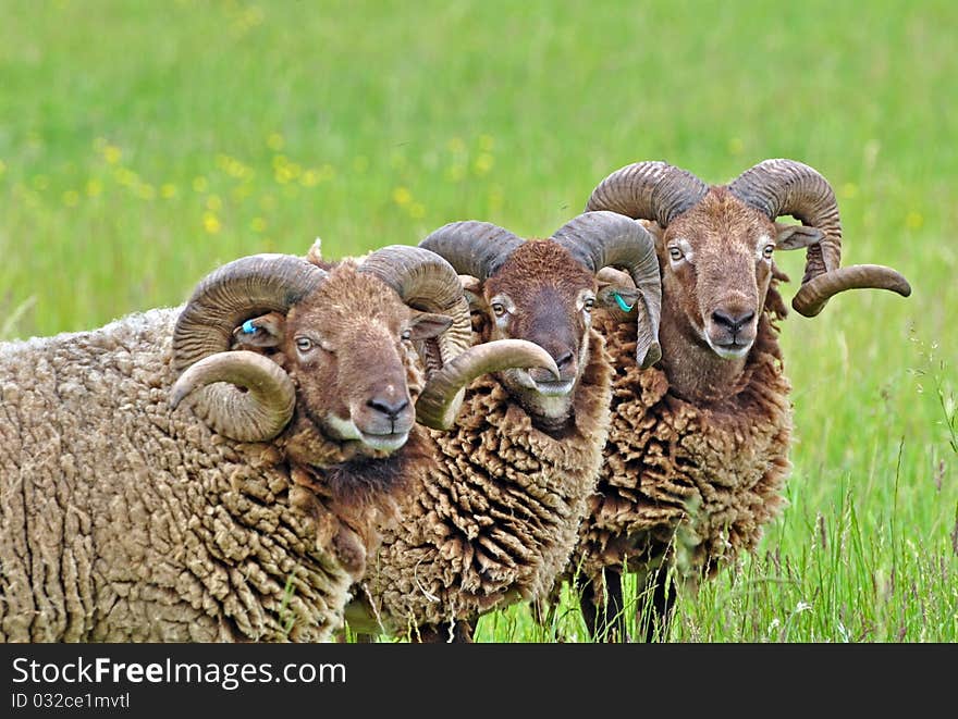 Three Castlemilk Moorit Sheep in a country meadow. Three Castlemilk Moorit Sheep in a country meadow.