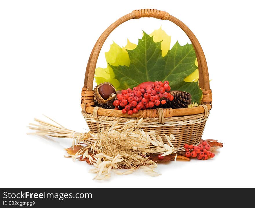 Autumn leaves and fruits isolated on white background