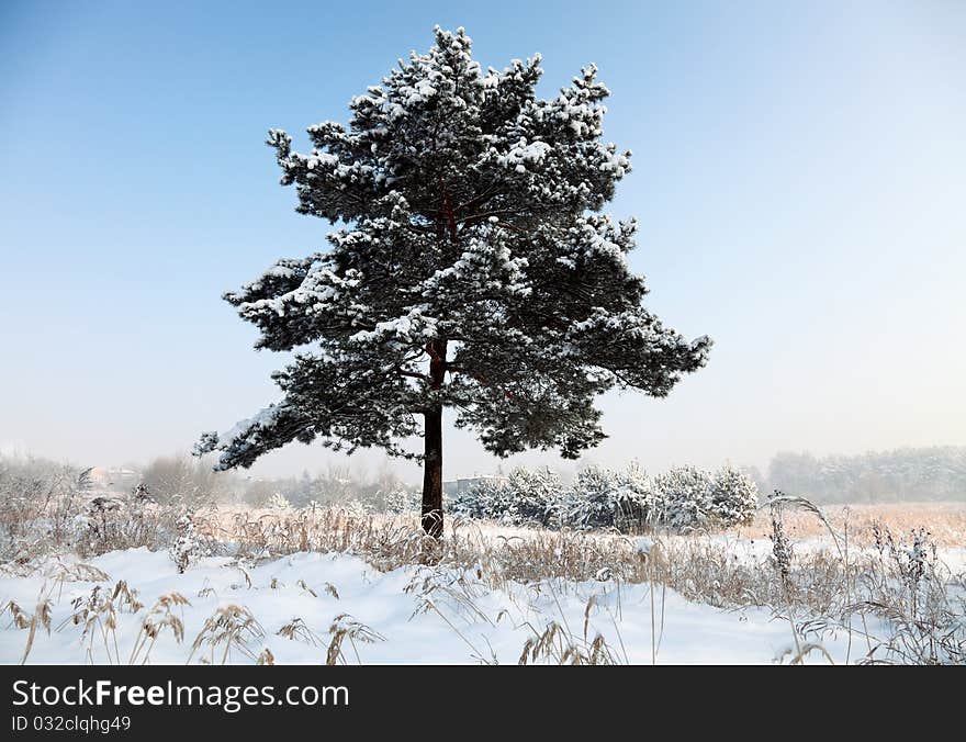 Snow covered pine trees in mountains. Snow covered pine trees in mountains