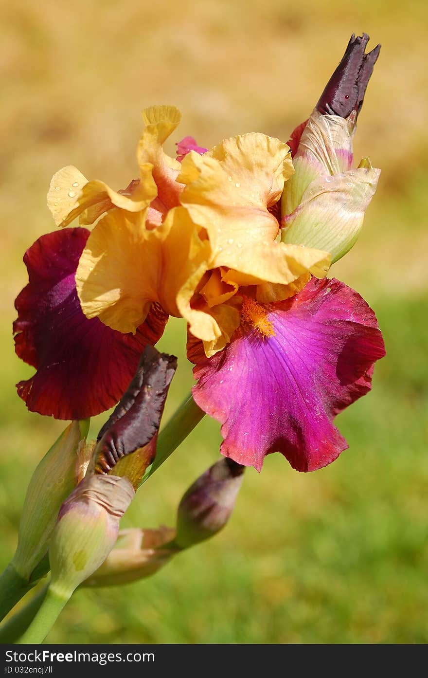 Yellow and purple blooming bearded Iris with unopened buds. Yellow and purple blooming bearded Iris with unopened buds.