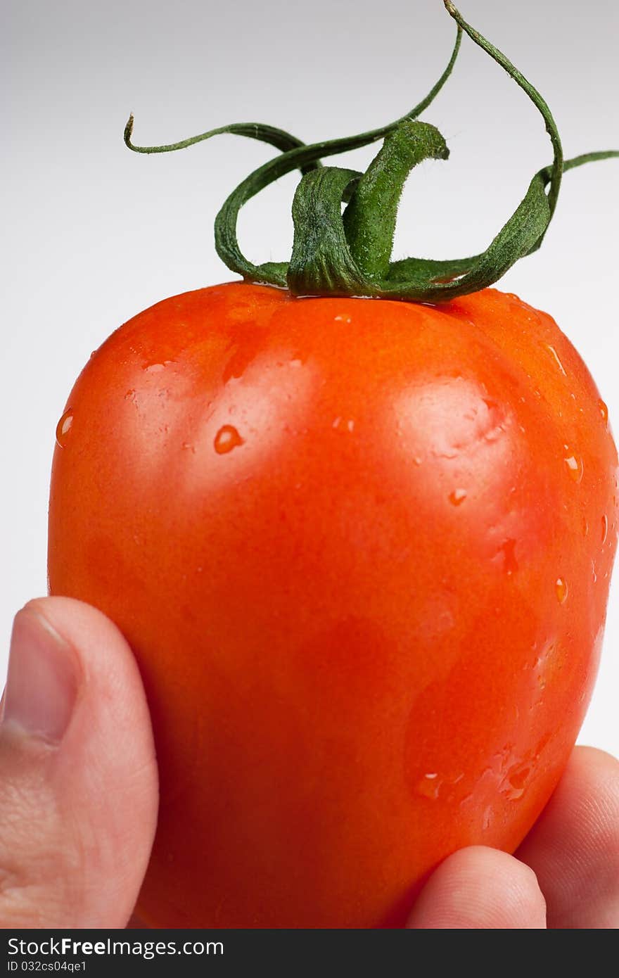 Human hand holding ripe juicy tomato. Human hand holding ripe juicy tomato