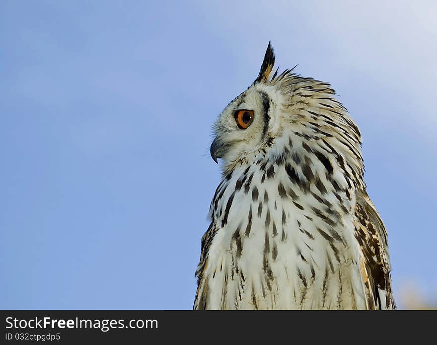 Owl close up