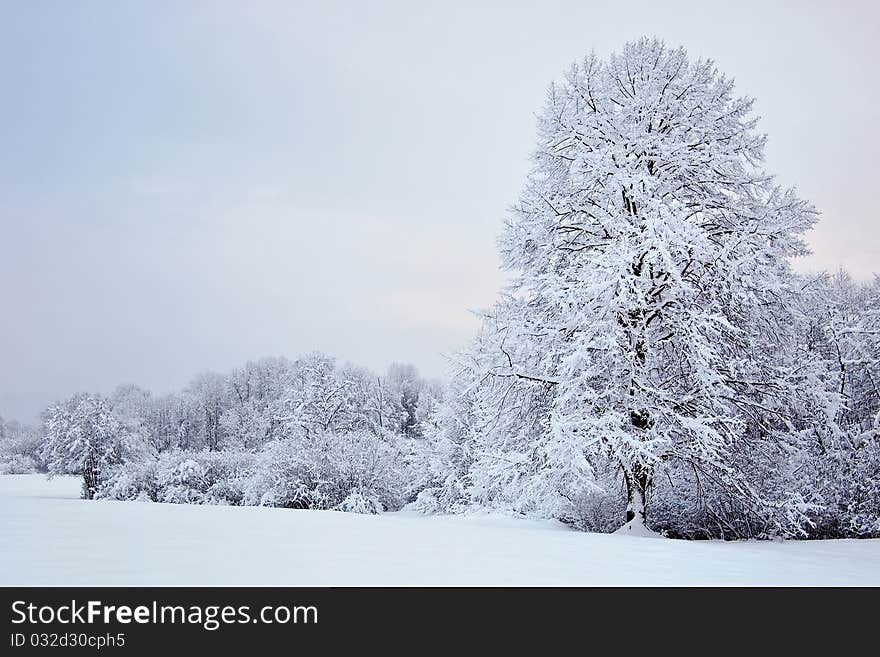 Trees in winter