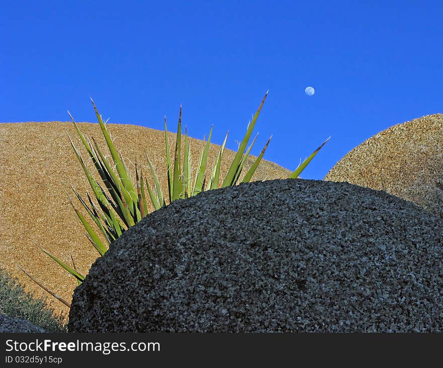 A close-up image from Joshua Tree National park of a yucca plant sandwiched between granite boulders against a blue sky & moon. A close-up image from Joshua Tree National park of a yucca plant sandwiched between granite boulders against a blue sky & moon.