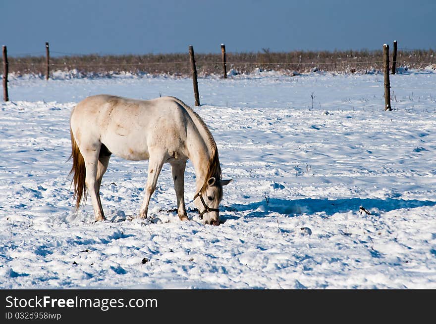 The white horse in winter