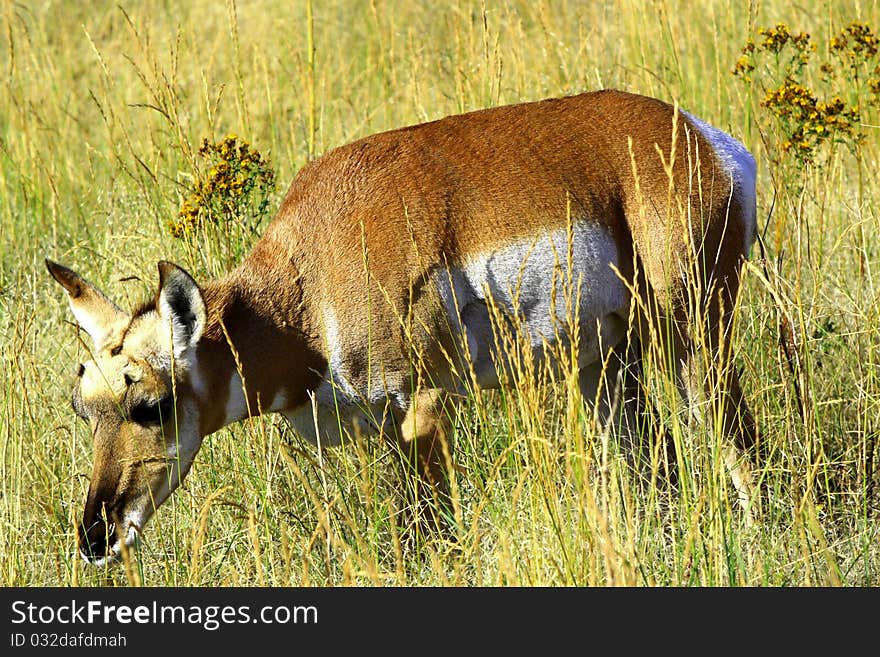 Pronghorn antelope live primarily in grassland areas but also in brush land and deserts of the western United States and Canada. They eat a wide variety of plant foods, often including plants that are unpalatable or toxic to domestic livestock. They are generally accepted to be the fastest land mammal in the World. Pronghorn antelope live primarily in grassland areas but also in brush land and deserts of the western United States and Canada. They eat a wide variety of plant foods, often including plants that are unpalatable or toxic to domestic livestock. They are generally accepted to be the fastest land mammal in the World.