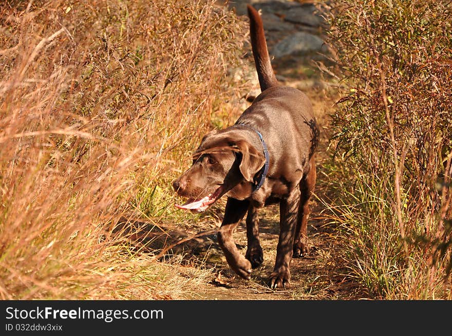 Chocolate labrador