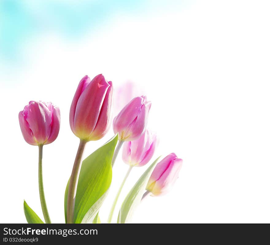 Pink tulips on a white background. Pink tulips on a white background.