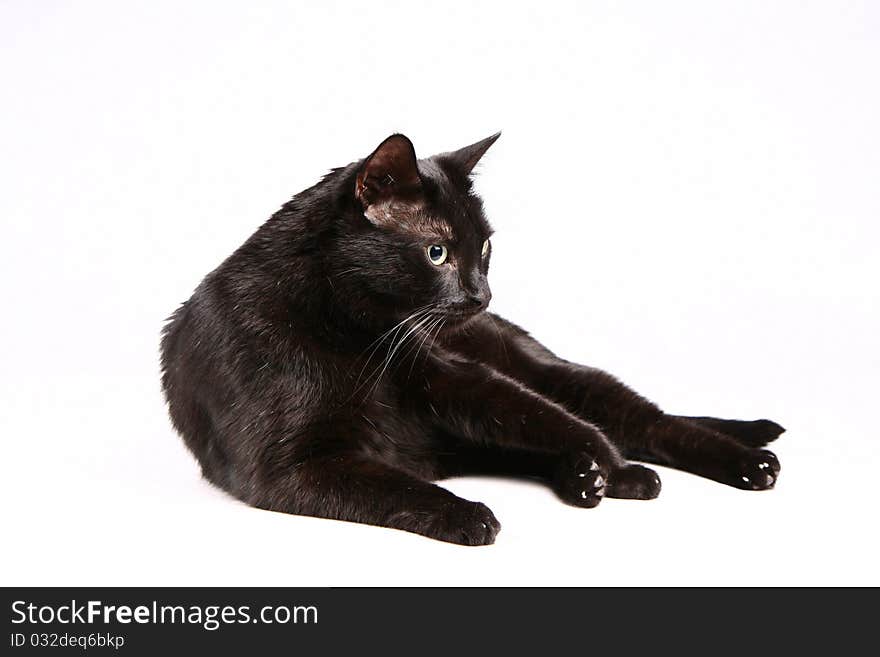 Black cat on white background