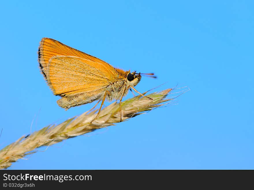 Close up of butterfly Thymelicus sylvestris