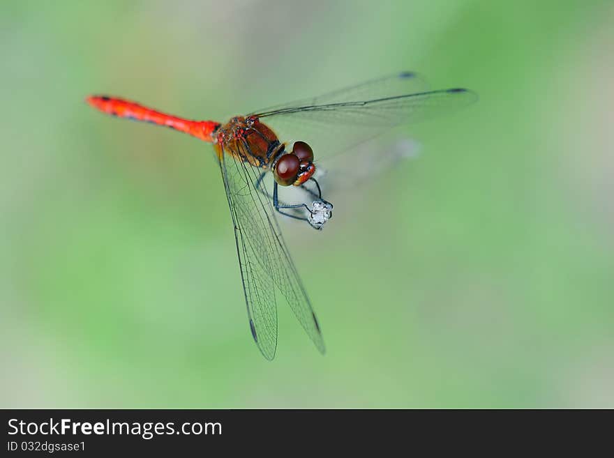 Red dragonfly