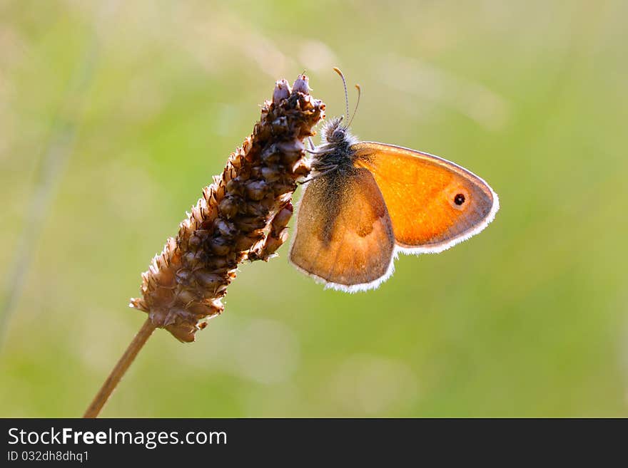 Butterfly in the sun