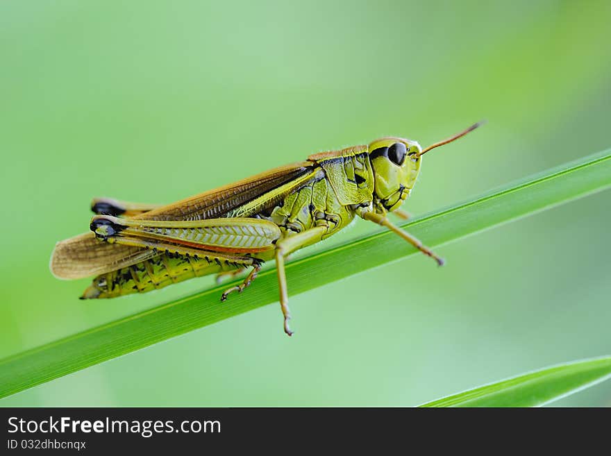 Green orthoptera on blade of grass