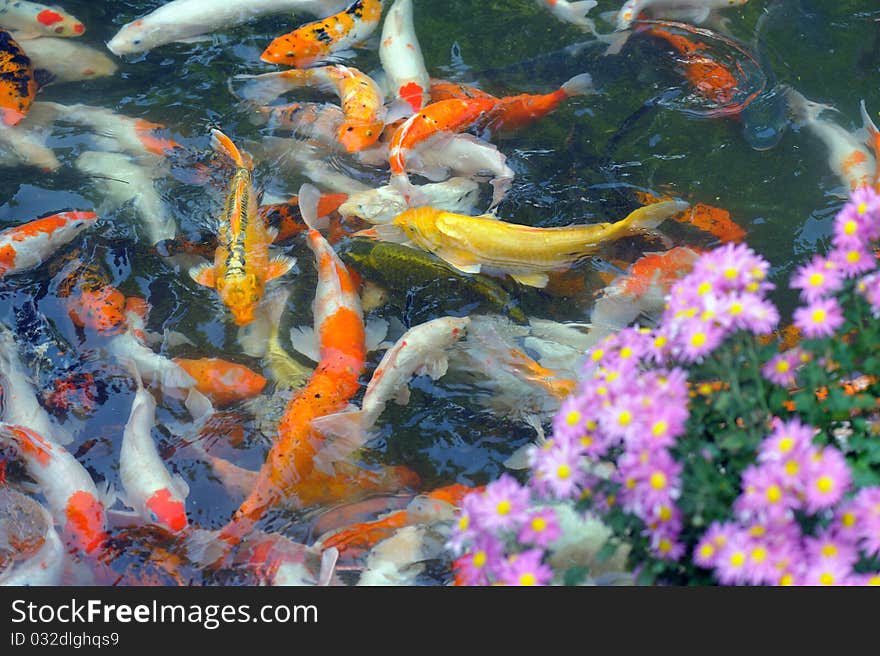 Visit dynamic goldfish by the side of the chrysanthemum in the pond. Visit dynamic goldfish by the side of the chrysanthemum in the pond