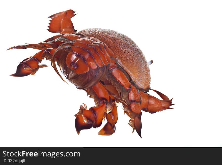 Red crab front view on white background