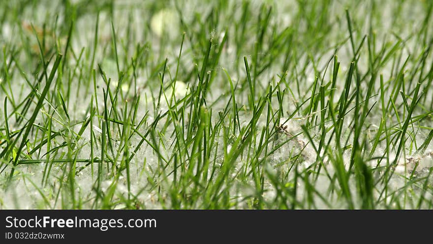 Spring and allergy-background of green grass in the poplar fluff