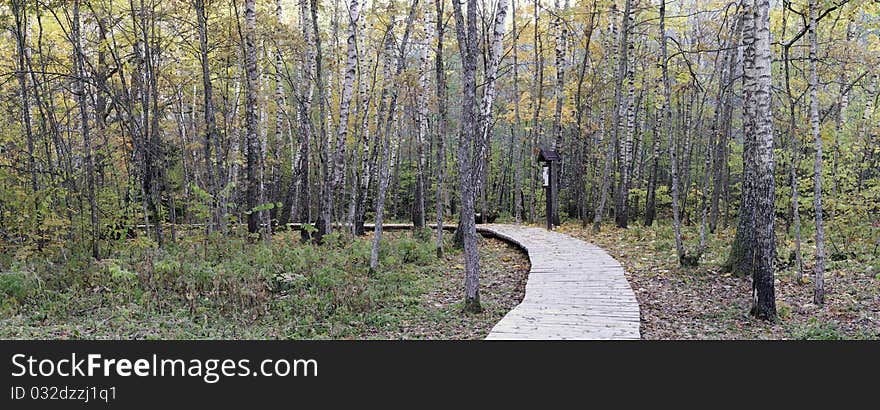 Panorama At Forest