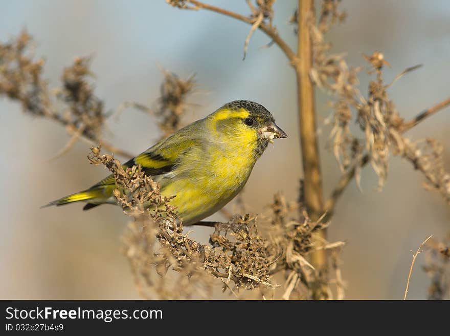 Siskin, male / Carduelis spinus