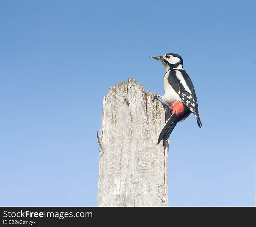 Great spotted woodpecker, female / Dendrocopos maj