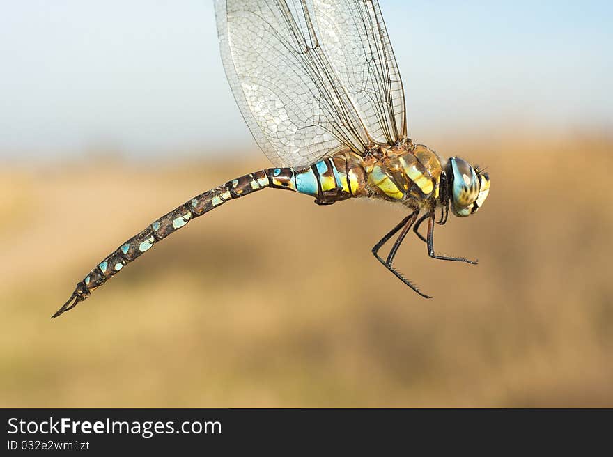 Migrant hawker in flight, male / Aeshna mixta. Migrant hawker in flight, male / Aeshna mixta