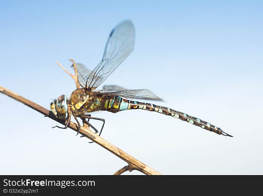 Migrant hawker resting on the branch, male / Aeshna mixta. Migrant hawker resting on the branch, male / Aeshna mixta