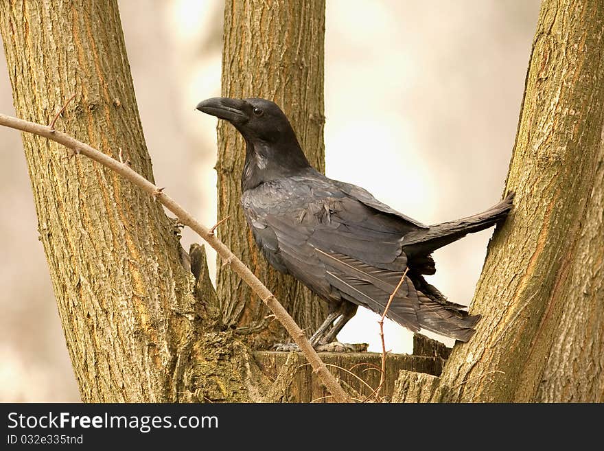 Raven - Corvus corax