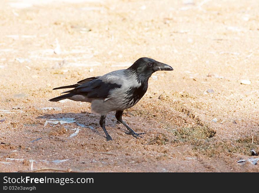 Hooded Crow ( Corvus Corone Cornix )