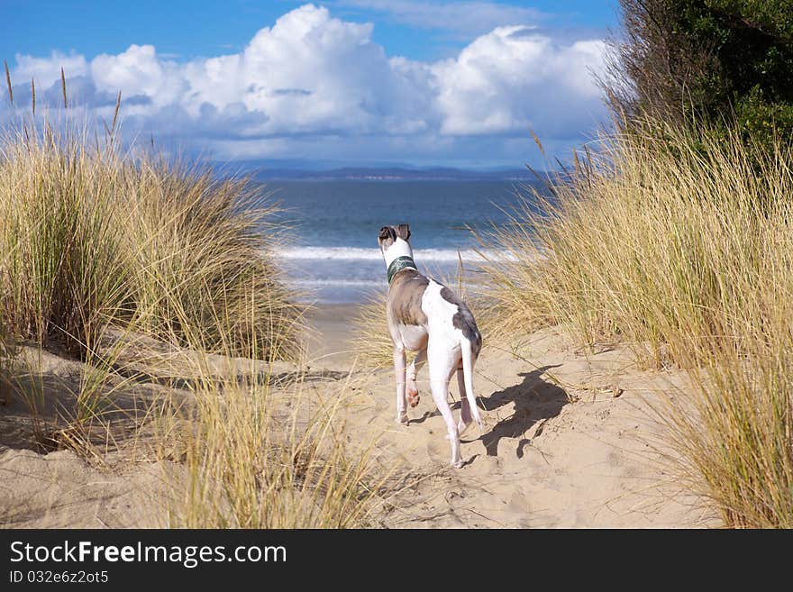 A brindle and white whippet gazes out to sea. A brindle and white whippet gazes out to sea.