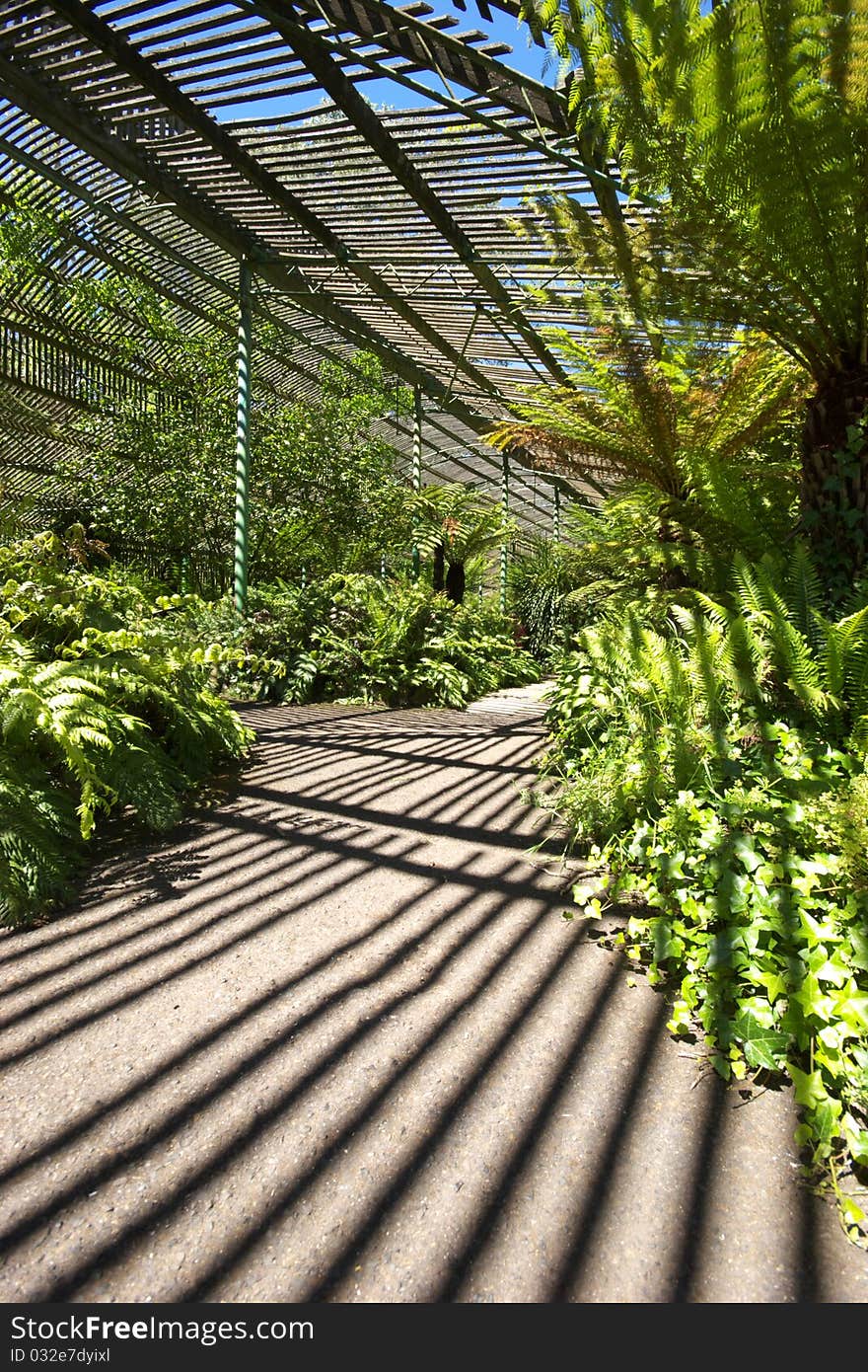 Shadow lines creating patterns in fernery. Shadow lines creating patterns in fernery.