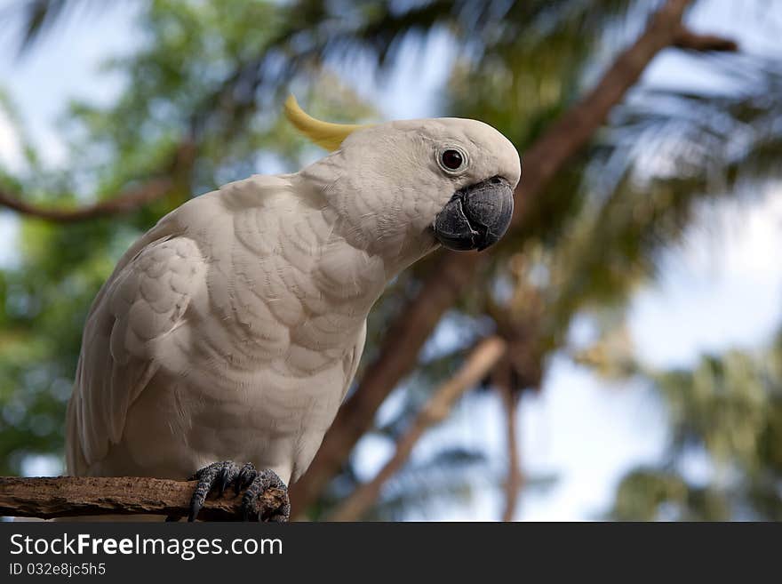 White parrot on the tree. White parrot on the tree