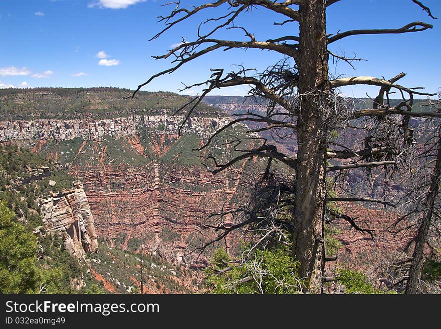 Dead tree with sweeping views of the north rim of the Grand Canyon in the background, Bright Angel Area. Dead tree with sweeping views of the north rim of the Grand Canyon in the background, Bright Angel Area