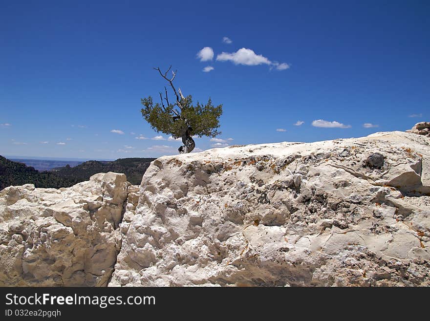 Solitary tree, Bright Angel Point, Grand Canyon, North Rim. Solitary tree, Bright Angel Point, Grand Canyon, North Rim