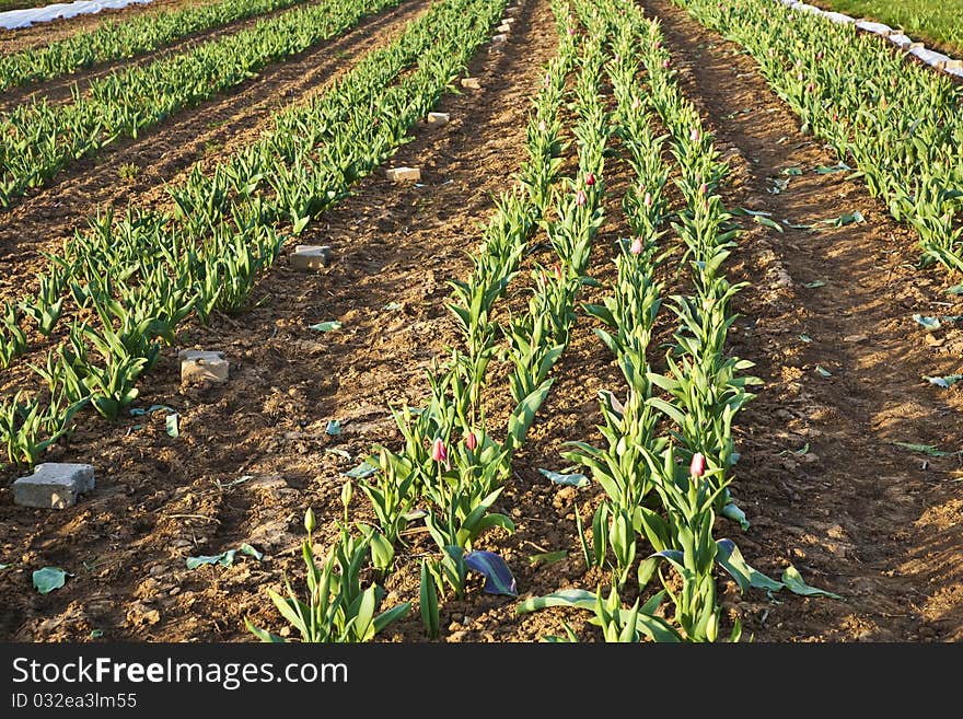 Background of newly plowed field